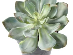 SUCCULENTE Artificielle