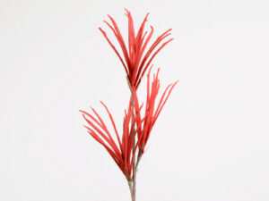 Flora Dulse Rouge