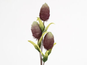 Flora Branche Protee Triple