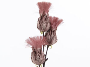 Branche Bunch Plume Parme