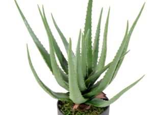 Aloe artificielle