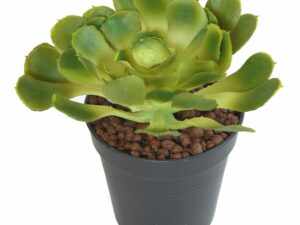 ALOE SOFT