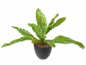 ASPLENIUM Artificiel