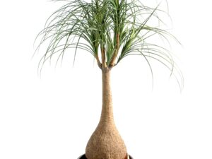 BEAUCARNEA Artificiel