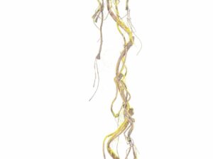 BRANCHE DECORATIVE