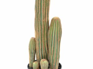 CACTUS COLORADO 60