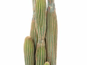 CACTUS COLORADO 95