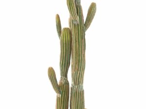 CACTUS COLORADO 150