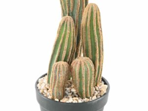 CACTUS COLORADO 28