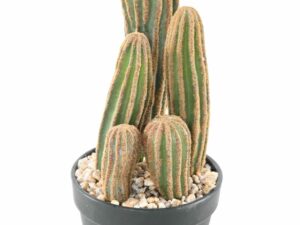 CACTUS FINGER Artificiel