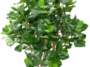 CLUSIA Buisson