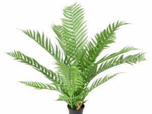 FOUGERE Disksonia