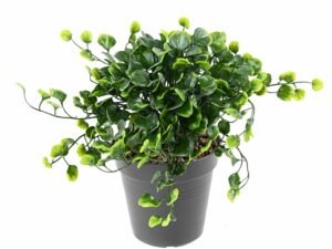 Dichondra Artificiel