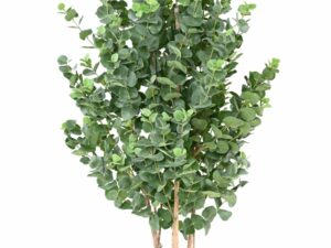 EUCALYPTUS GUNNII BUISSON Artificiel