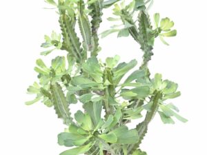 EUPHORBE LACTEE Artificiel