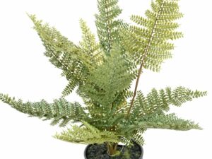 FOUGERE POT Artificielle