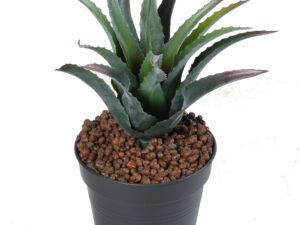 FURCRAEA Artificielle