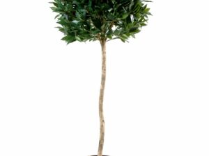 LAURIER BOULE TIGE Artificiel