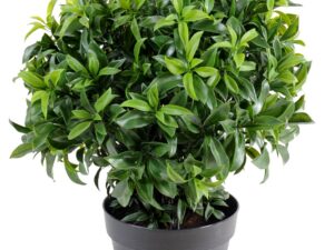 LAURIER BUISSON Artificiel