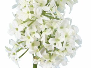 LILAS Artificiel