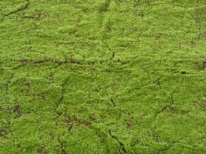 MOUSSE DES BOIS Artificielle