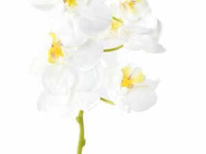 PHALAENOPSIS Artificiel