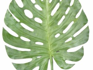 PHILO MONSTERA STEM 120 Artificiel