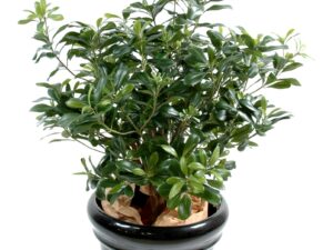 PITTOSPORUM BUISSON Artificiel