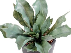 PLATYCERIUM Artificiel