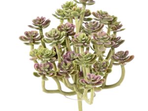 SUCCULENTE 34 Artificielle