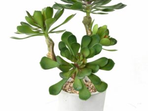 SUCCULENTE EN POT 30 Artificielle