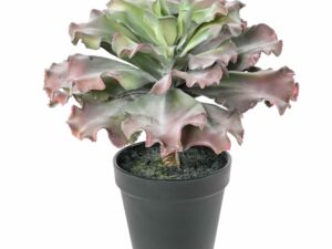 SUCCULENTE Adromischus Cristatus Artificielle