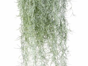 TILLANDSIA Artificielle