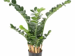 ZAMIA Artificiel